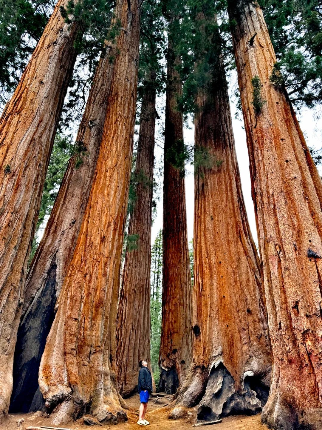 美國洛杉磯.美洲杉國家公園/帝王峽谷包車12h【精選老司機】