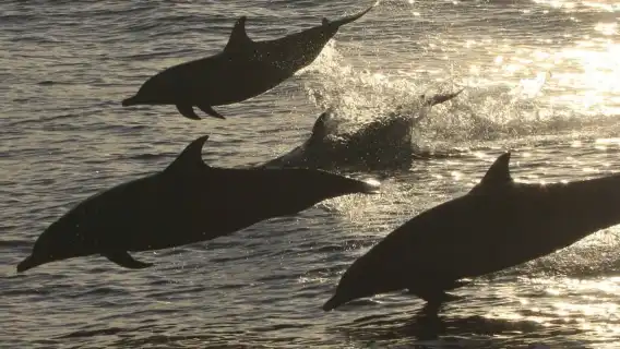 Hualien whale watching | Doloman Ocean Whale Watching Tour Experience