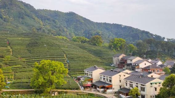 Hangzhou West Lake Tea Picking Experience (Tea Picking + Tea Roasting + Tea Tasting) / Optional Aerial Photography Package (With Editing + All Original Photos Included)