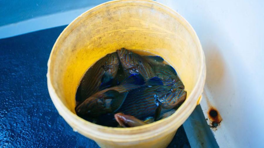 浮羅交怡跳島遊浮潛+海釣一日遊【水上電單車／包船】