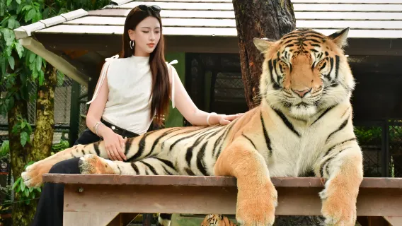 Regno delle Tigri di Phuket [Interazione fotografica|Trasferimento diretto in auto privata