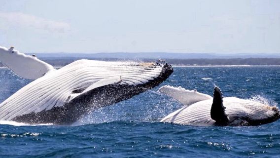 Австралия, Брисбен: Морская экскурсия для наблюдения за китами "Eye Spy" с трансфером из CBD, однодневный тур с наблюдением за дельфинами, включая питание, с возможностью апгрейда до VIP-места у окна