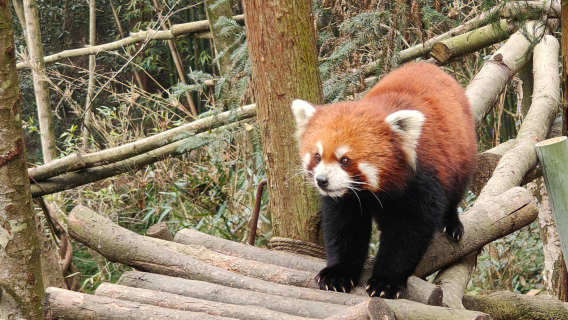 ChengduTours de un día