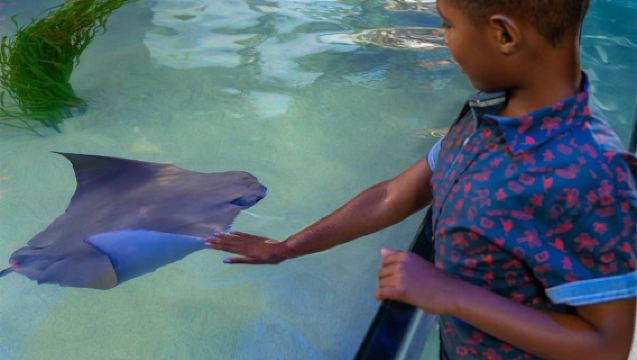 New Orleans: Audubon Aquarium plus Insectarium Ticket