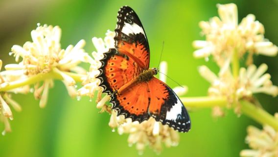 Kuranda: Khu bảo tồn bướm Úc