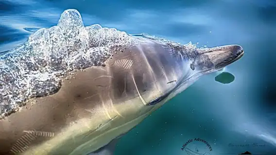 Cornwall: 2 hour Wildlife Watching RIB Tour Adventure