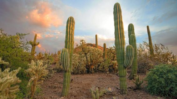 Phoenix & Scottsdale: Full Day City Highlights Tour