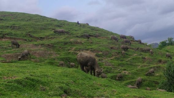 Village culture and nature sasak tour