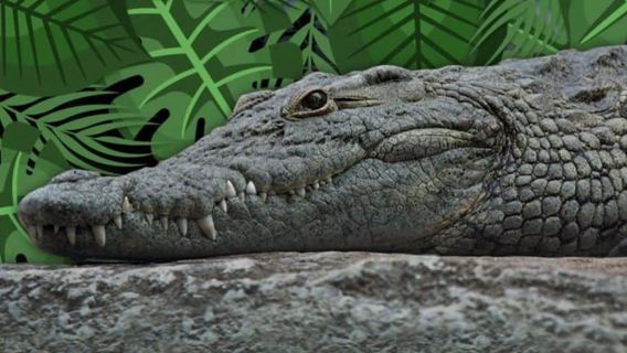 Cancun: Schnellboot-Abenteuer & Krokodil-Sichtung