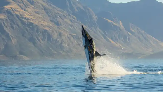 Queenstown: Hydro Attack Shark Ride