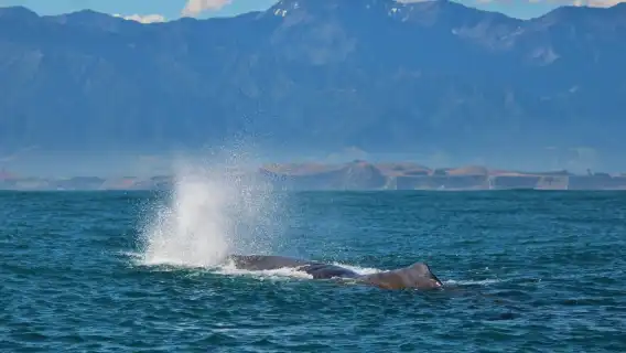 Christchurch + Kaikoura + Whale Watch Kaikoura [Whales, dolphins, and sea lions - see them all]