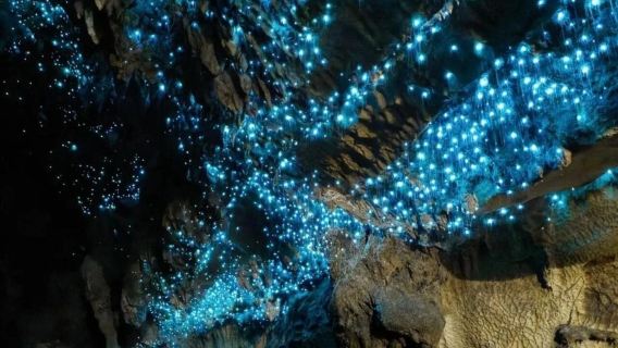 黃金海岸天寶林山藍光螢火蟲夜遊觀星之旅【中文小團】