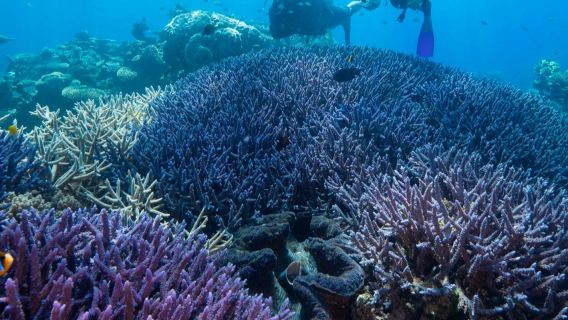 Great Barrier Reef: Snorkelling Tour from Cairns + Lunch