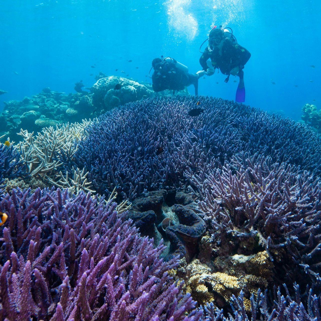 Great Barrier Reef: Schnorcheltour ab Cairns + Mittagessen