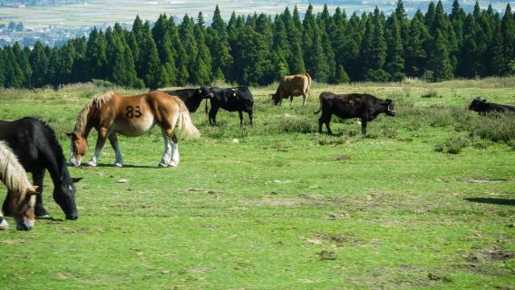 Excursión de un día al cráter del Monte Aso en Kumamoto + Kusa Senri + Onsen de Kurokawa