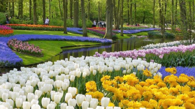 荷蘭阿姆斯特丹-庫肯霍夫公園+風車村一日遊【市區飯店接駁】