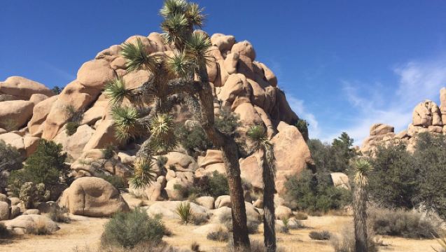 美國洛杉磯來回+約書亞樹國家公園+棕櫚泉一日遊【中文包車】