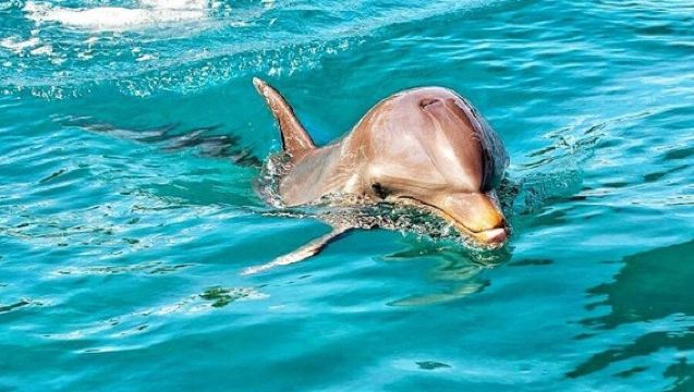 Ganztägige Tour zu vulkanischen Wundern und durch den Südwesten inklusive Schwimmen mit wilden Delfinen