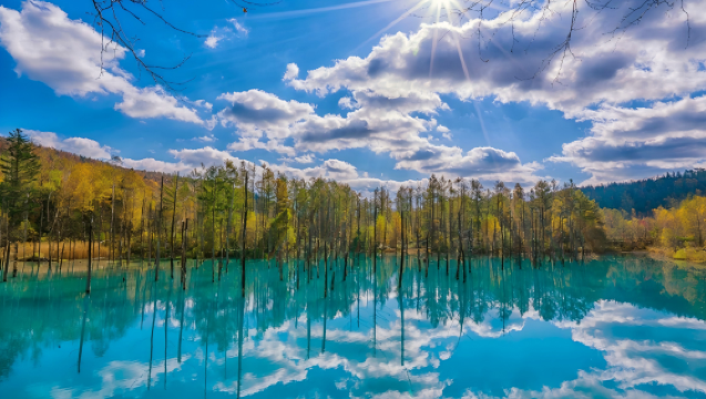 Hokkaido Asahiyama Zoo, Shirahige Falls & Blue Pond | Biei & Furano One-Day Tour