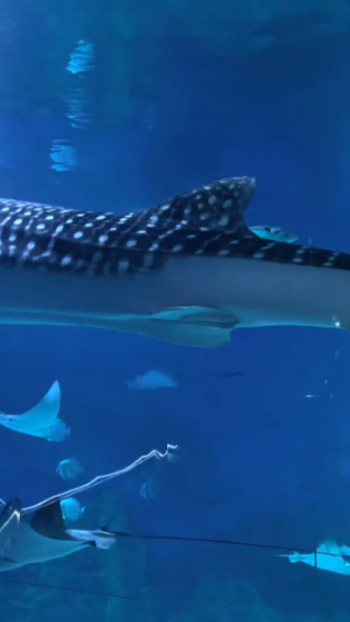 Family-friendly 1-day tour in Yantai to whale shark aquarium + seaside boardwalk wave-watching and sightseeing / customizable private charter
