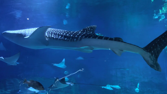Excursión de un día familiar en Yantai (Shandong): Acuario de tiburones ballena + paseo por el sendero costero con vistas al mar / Servicio de coche privado con conductor personalizable