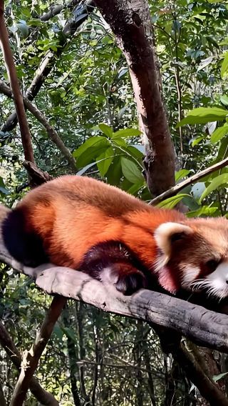 Pu'er Sun River Forest Park + coffee plantation private guided day tour in Yunnan