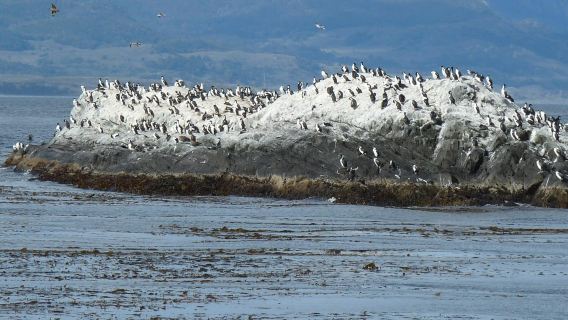 Experiência de navegação e caminhada na Ilha dos Pinguins do Canal Beagle em Ushuaia, Argentina