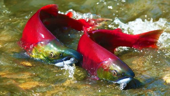 Vancouver eco-tour | Weaver Creek salmon viewing + Harrison Hot Springs village 1-day tour