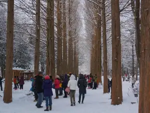  Private Tour Nami Island with Petite France 'and/or' The Garden of Morning Calm