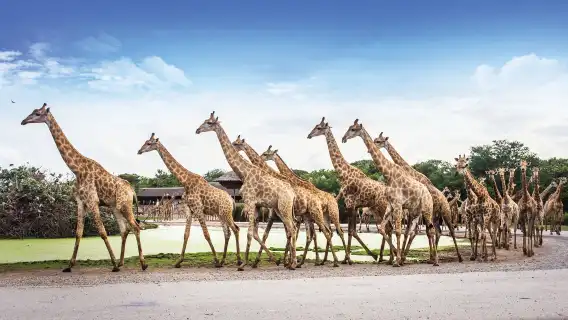 北碧府野生動物園+桂河大橋+死亡鐵路一日遊【專車專導】