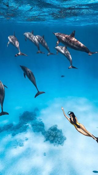 Hurghada Red Sea Diving: Dolphin Snorkeling + Lunch + Transfer + Private Boat Option