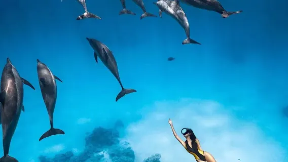 Buceo en el Mar Rojo de Hurgada + Snorkel para ver delfines + Almuerzo + Traslado + Opción de alquilar barco privado