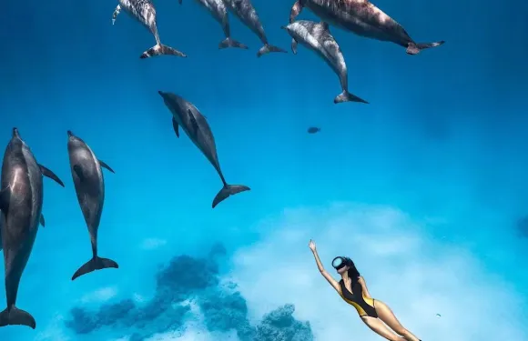 洪加達紅海潛水 追海豚浮潛+午餐+接送+可包船