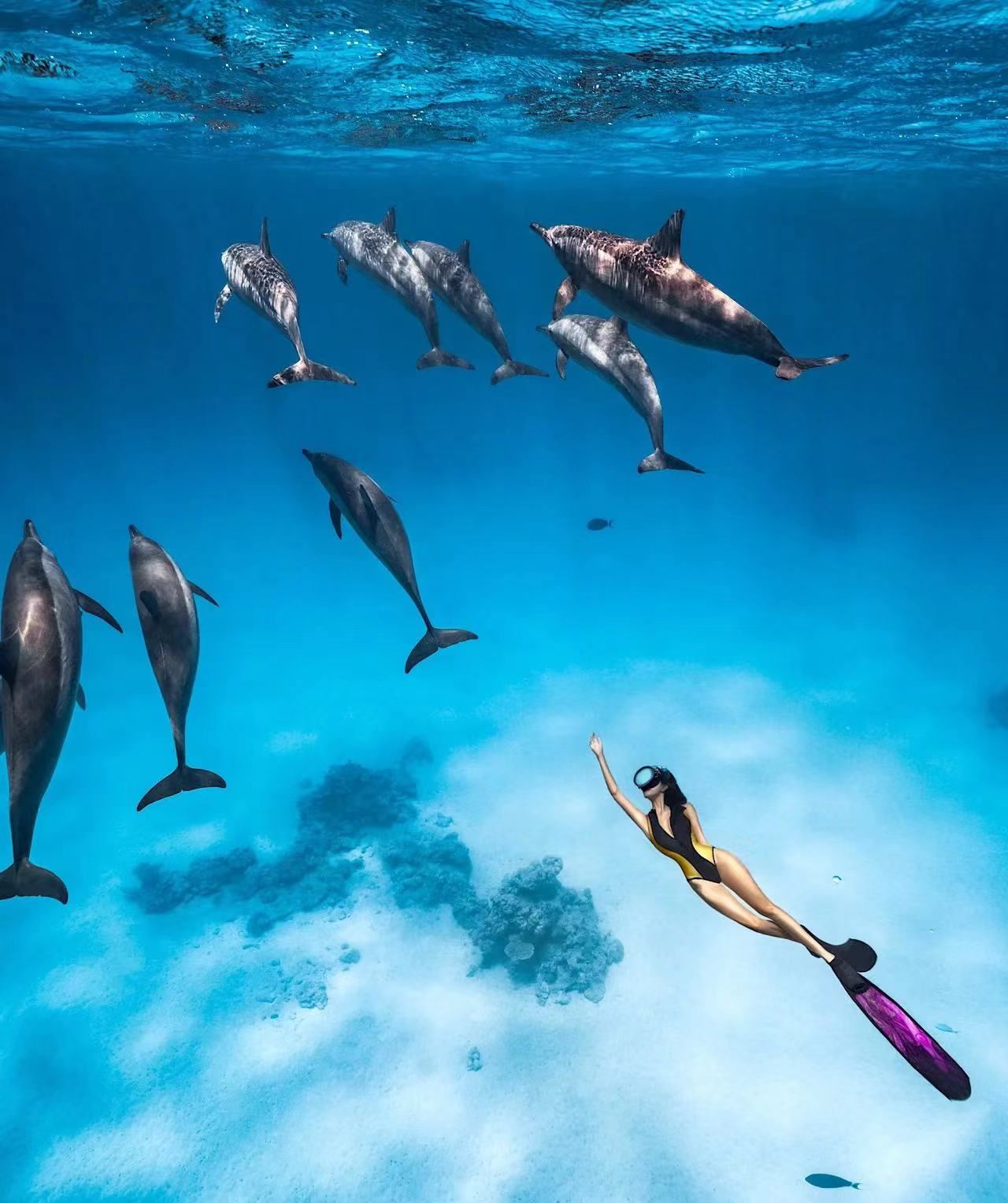 Immersione subacquea nel Mar Rosso a Hurghada con avvistamento di delfini, snorkeling, pranzo, trasferimento e opzione noleggio barca privata