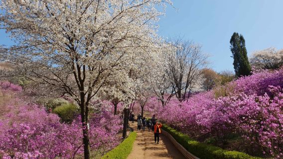 Circuit d'une journée printanière exclusive A pour admirer les cerisiers en fleurs à Incheon, Corée du Sud