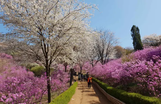 韓國仁川賞櫻賞花春季限定一天團A