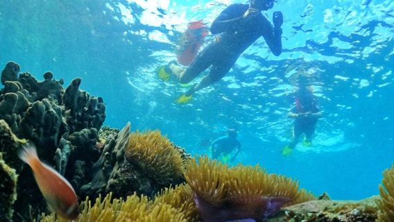 Snorkeling tra le barriere coralline di Phu Quoc Island - tour giornaliero per piccoli gruppi di 10 persone con trasferimento dall'hotel e 2 sessioni di snorkeling