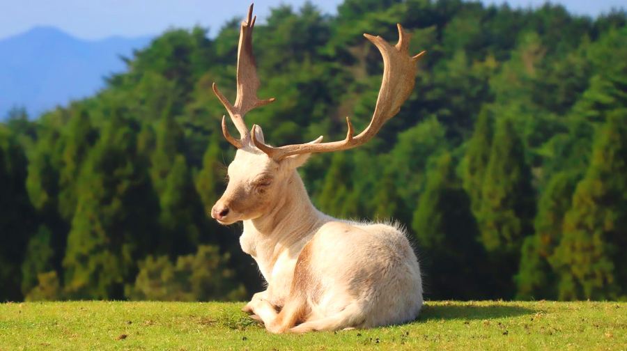 日本大分九州自然動物園一日遊：動漫童話小鎮&動物互動之旅