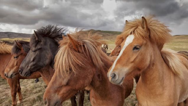 Island - Reiten auf den roten Lavafeldern in Reykjavík erleben