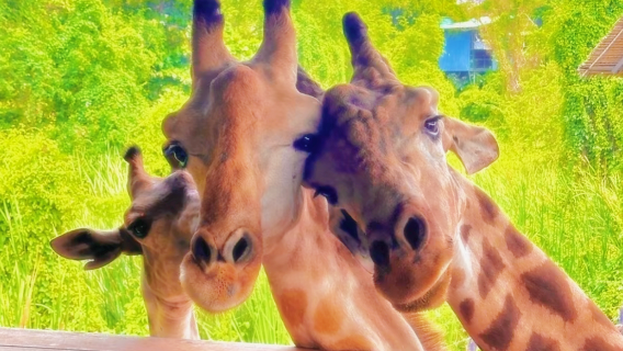 Ссылка на доплату