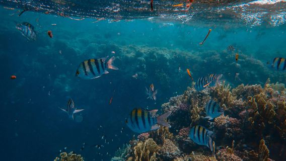 Bali: Mystical Underwater Temple / Japanese Shipwreck Snorkeling in Amed