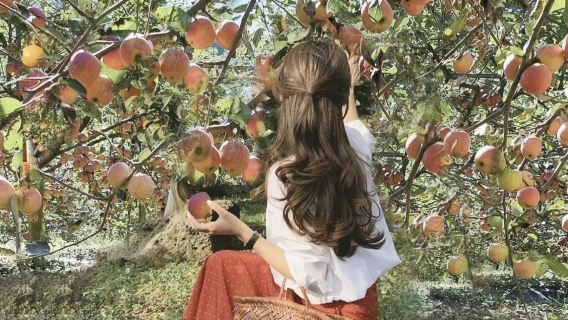 Da Seul: Isola di Nami, raccolta delle mele, giro in bici su rotaia e festival delle luci delle stelle