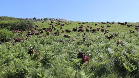 Serra dos Candeeiros: Pastore per una mattina