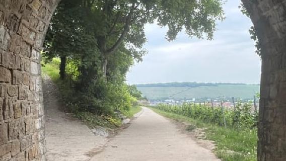 Between vineyards and a royal residence – enjoy Würzburg's wines with a view