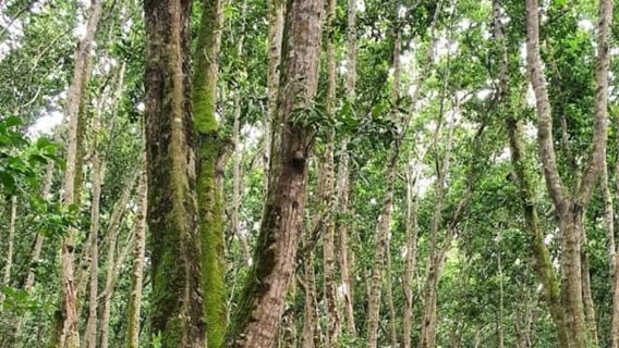 ZANZIBAR: Jozani Forest and Turtle Sanctuary Tour