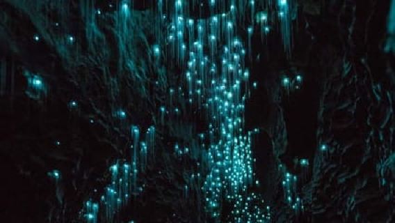 Auckland: Gua Waitomo & Rotorua - Lawatan Kumpulan Kecil Te Puia