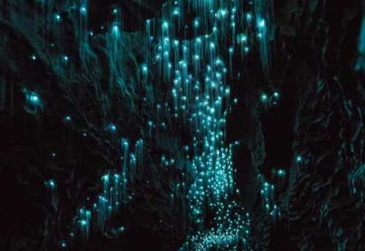 Auckland: Waitomo Caves & Rotorua - Te Puia Small-Group Tour