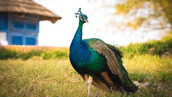 Zanzibar: Prison Island Boat Trip & Jozani National Park