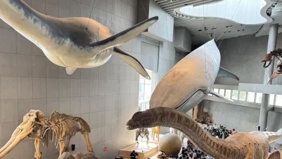 Museo di Storia Naturale di Shanghai [servizio guida approfondita con docente esperto | tour privato | servizio VIP]
