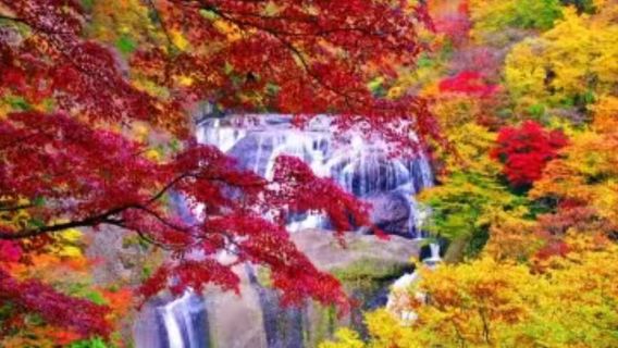 【楓葉季】東京+袋田瀑布+月待瀑布+花貫溪谷賞楓包車1日遊